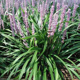Liriope muscari 'Ingwersen' has been a favorite with British gardeners