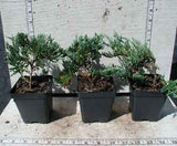 Juniper samples in 3-1/2 inch pots
