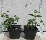 Lantana 'New Gold' samples in 3-1/2 inch pots