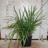 Liriope 'Ingwersen' - 3.5 inch Pots (Minimum Quantity: 25 Plants)