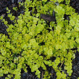 Lysimachia 'Aurea' - Moneywort