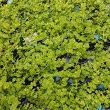 Lysimachia 'Aurea' - Moneywort