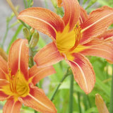 Daylily fulva Orange