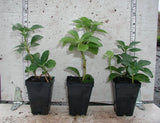 Pachysandra - 2.5 inch Pots (Minimum Quantity: 54 Plants)
