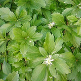 Pachysandra terminalis flowers