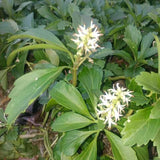 Pachysandra flowers close up