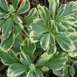 achysandra terminalis 'Silver Edge'