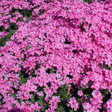 Phlox 'Red Wings' flowers