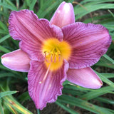 A close-up image of a purple d oro daylily with a yellow center, surrounded by green foliage.