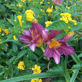 Purple d' Oro daylily
