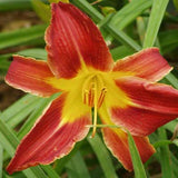 A close-up image of a Hemerocallis 'Sammy Russell' daylily flower, showing deep red petals with a glowing golden throat, surrounded by green foliage.