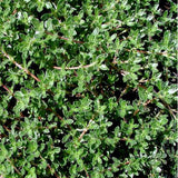 Thymus 'Pink Chintz'