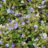 Veronica 'Georgia Blue'