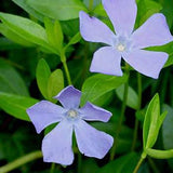 Vinca minor Bare Root Plants (Minimum Quantity: 50 Plants)