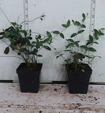 VInca minor in 3-1/2 inch pots