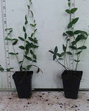 Vinca minor in 2-1/2 inch pots