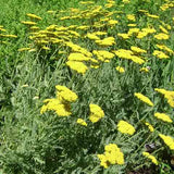 Achillea 'Coronation Gold' naturalized in a meadow
