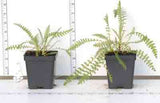Sample photo of Achillea - Yarrow - in 3-1/2 inch pots