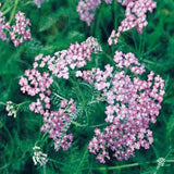 Achillea 'Oertel's Rose' is deer resistant and drought tolerant