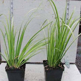 Acorus 'Ogon' in pots