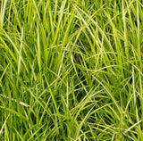 Acorus 'Ogon' close up