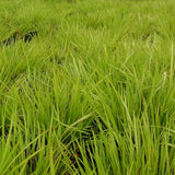 Acorus gramineus 'Ogon' is a perfect solution for problem areas with wet soil