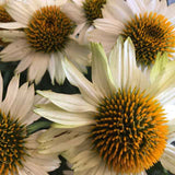 ECHINACEA WHITE SWAN