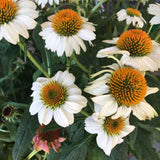 ECHINACEA WHITE SWAN