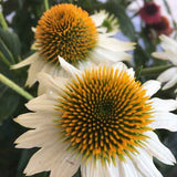 ECHINACEA WHITE SWAN