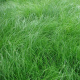 Carex appalachica - Appalachian Sedge