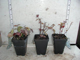 Asiatic jasmine
