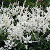 Astilbe Gladstone