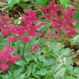 Astilbe 'Fanal' flowers