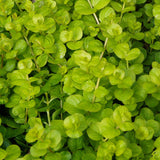 Lysimachia 'Aurea' - Moneywort