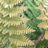 Autumn Fern frond detail