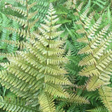 Autumn fern fronds