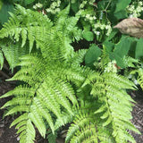 Mature Autumn fern with hydrangea