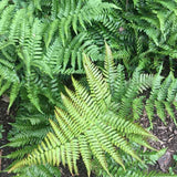 Mature Autumn fern in shade