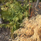 Mature Autumn fern with winter grasses