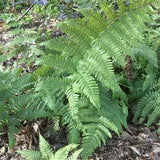 Mature Autumn ferns