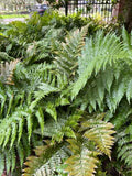 Autumn Fern - 3.5 inch Pots (Minimum Quantity: 25 Plants)