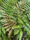 Autumn Fern - 3.5 inch Pots (Minimum Quantity: 25 Plants)