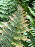 Autumn Fern - 3.5 inch Pots (Minimum Quantity: 25 Plants)