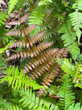 Autumn Fern - 3.5 inch Pots (Minimum Quantity: 25 Plants)