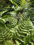 Autumn Fern - 3.5 inch Pots (Minimum Quantity: 25 Plants)