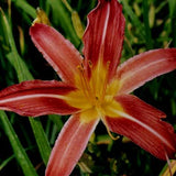 A close-up image of a Daylily 'Autumn Red' flower with a rich crimson color and a golden throat.