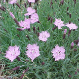 Dianthus 'Bath's Pink'