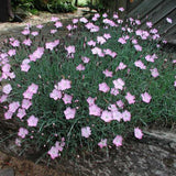 Dianthus 'Bath's Pink'
