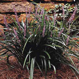 Liriope muscari 'Big Blue' with long, dramatic foliage and flower spikes