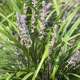 Liriope muscari 'Big Blue' with abundant blue flowers